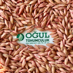 Konya Sortexli Eleme. Nohut eleme , fasulye eleme , mercimek eleme , fiğ eleme , bezelye eleme