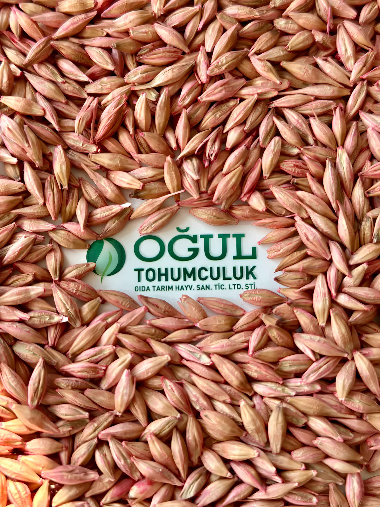 Konya Sortexli Eleme. Nohut eleme , fasulye eleme , mercimek eleme , fiğ eleme , bezelye eleme