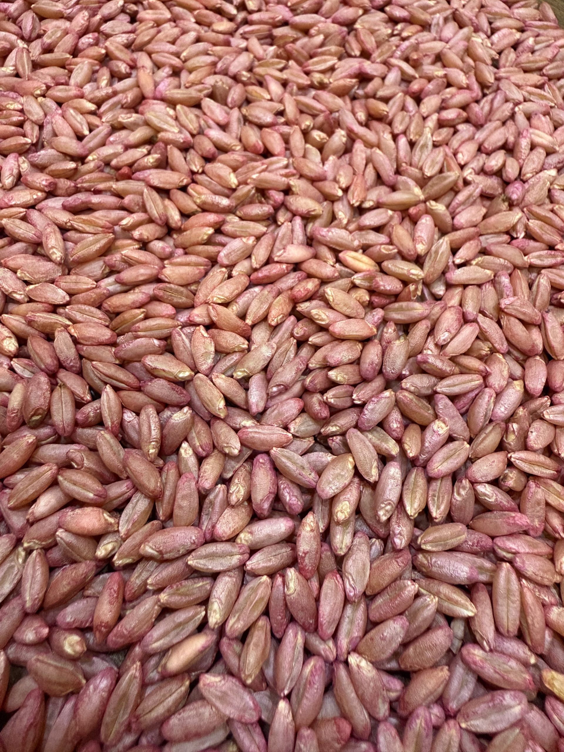 Konya Sortexli Eleme. Nohut eleme , fasulye eleme , mercimek eleme , fiğ eleme , bezelye eleme